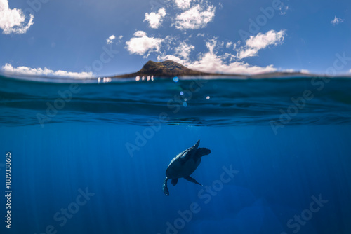 Sea turtle swimming beneath the ocean surface with island coastline above water on the west coast of Oahu, Hawaii, captured in clear blue tropical water.