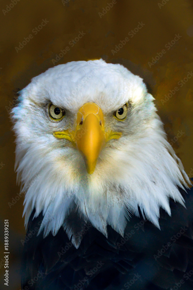 Obraz premium Bald Eagle in captivity