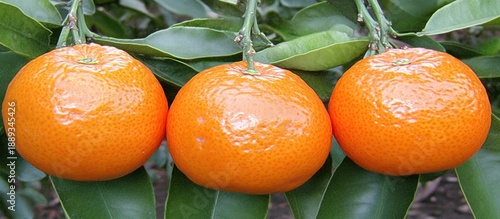 Mandarin oranges on tree with blurred background of laden trees. --chaos 30 --ar 16:7 --v 6.1 Job ID: b887a791-03e9-42bf-a841-f0f854de3f18