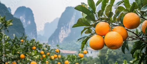 Mandarin oranges hanging from tree with more laden trees and mountains in background. --chaos 30 --ar 16:7 --v 6.1 Job ID: 4dc13845-969f-4a1d-b3b3-28f1abfc5c3d