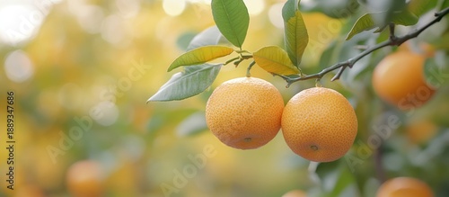 Golden oranges glistening on a vibrant green branch under a warm sun, symbolizing the fresh bounty of nature and the delightful promise of a juicy harvest