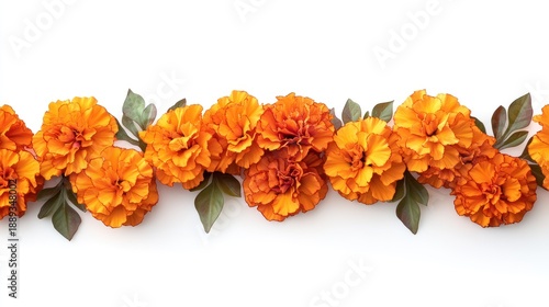 Beautifully arranged border of vibrant orange marigold flowers with green leaves on a white background