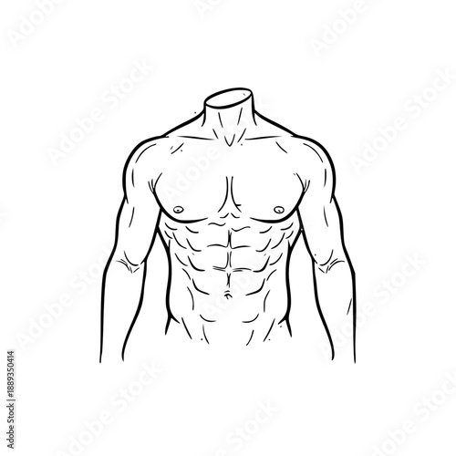 Detailed black and white line drawing depicting a strong, muscular male torso with prominent abdominal and pectoral muscles, illustrating human anatomy.