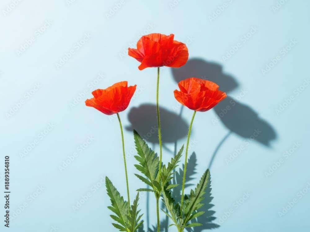Obraz premium Vibrant red poppies on light blue background with shadows