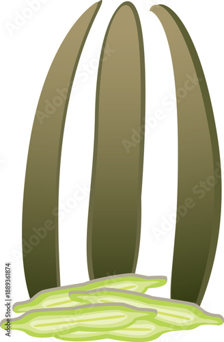 Illustration of Oroxylum indicum, also known as the Indian trumpet tree, a tropical plant widely used in Asian cuisine and traditional medicine.