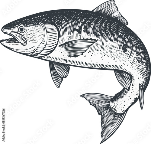 Hand drawn engraving illustration of a single salmon fish, detailed body and scale texture