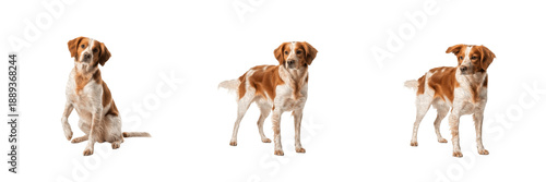 Schilderij op canvas Brittany Spaniel dog isolated on white background, Brittany Dog, Épagneul Breton