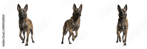 Canvas Print Dutch Shepherd dog isolated on white background, Hollandse Herder, Dutch Shepher