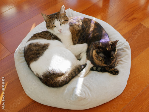 Two Cats Cuddling in a Sunlit Cat Bed