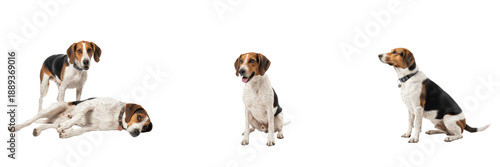 Obraz na plátne English Foxhound dog isolated on white background, Foxhound, English Foxhound Br
