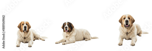 Obraz na plátně Pyrenean Mastiff dog isolated on white background, Mastín del Pirineo, ピレニアン・マステ
