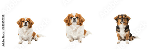 Bild auf Leinwand Tibetan Spaniel isolated on white background, Tibetský španiel, チベタン・スパニエル, Tibe
