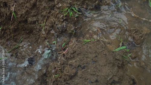 Water flows through the rice field embankments. Focus selected