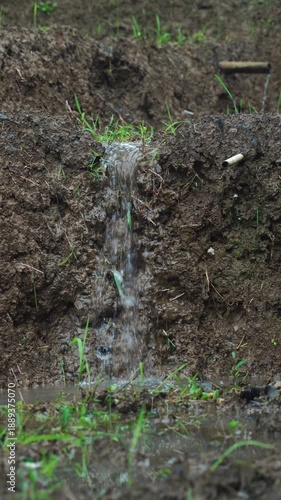 Water flows through the rice field embankments. Focus selected