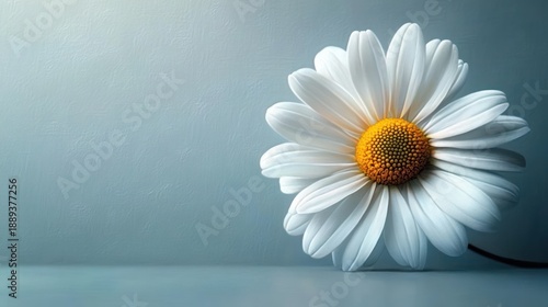 Close-up of a single white daisy flower with yellow center against a soft blue textured background conveying calmness and simplicity
