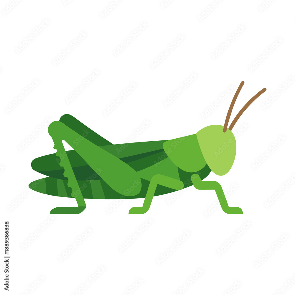 Fototapeta premium Green grasshopper insect flat vector illustration