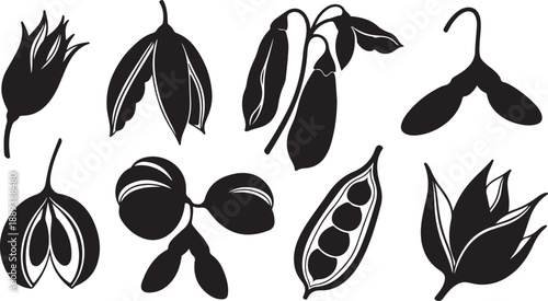 Black and white illustration of various seed pods and leaves