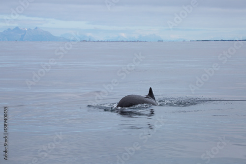 Dolphin surfacing during sunny day in the arctic waters, Norway