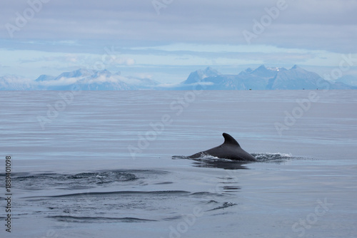 Dolphin surfacing during sunny day in the arctic waters, Norway
