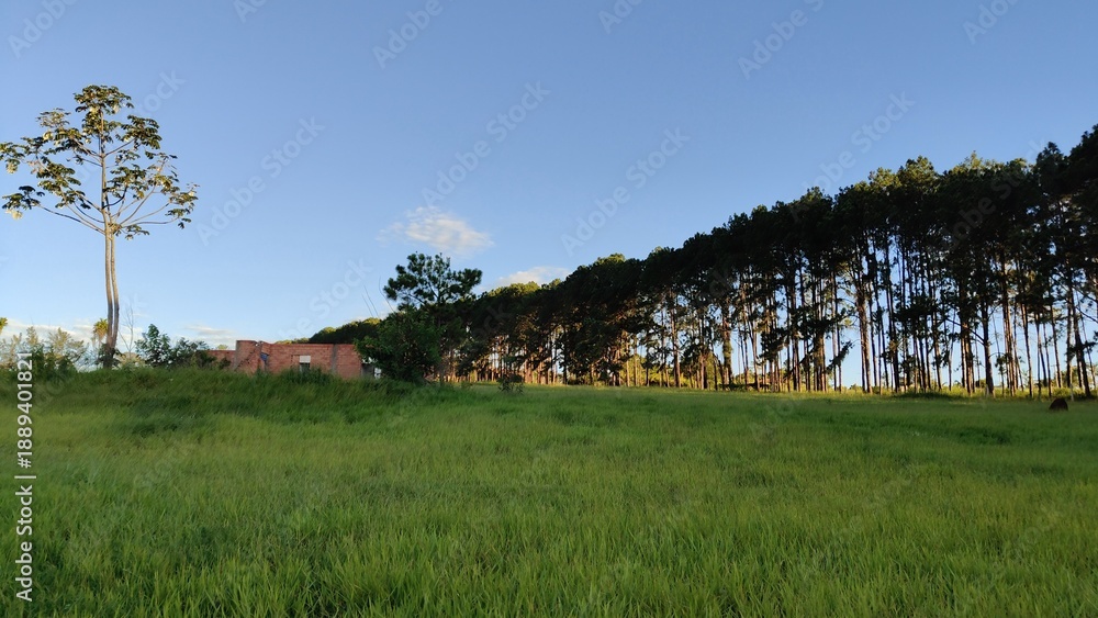 Fototapeta premium árvores plantadas na divisa de uma fazenda, em Avaré, interior do estado de são Paulo, Brasil.