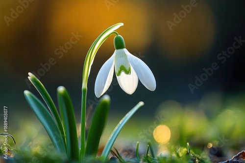 Close-up of a delicate white snowdrop flower with green leaves and a soft golden bokeh background evoking a calm and serene mood
