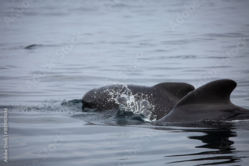 Dolphin surfacing during sunny day in the arctic waters, Norway