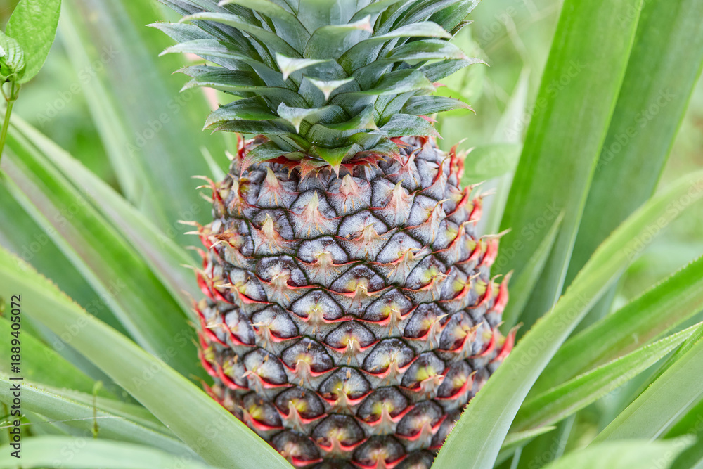 Obraz premium Young Pineapple Fruit Developing on a Tropical Plant