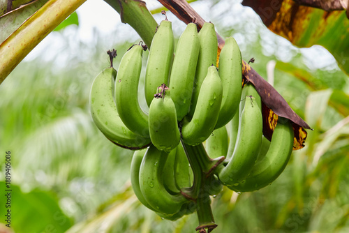 Φωτογραφία Bunch of unripe bananas on banana tree