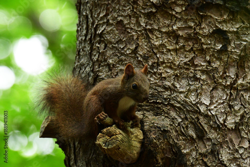 松の木で休む幼いエゾリス