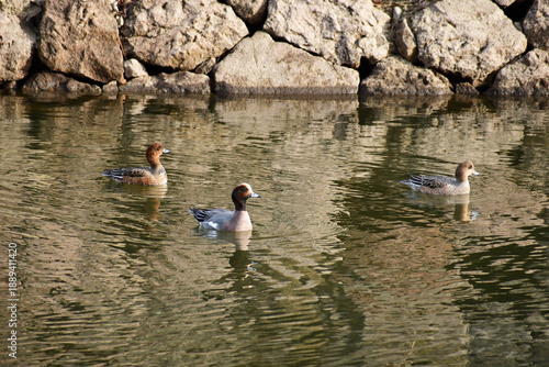 お堀のヒドリガモ