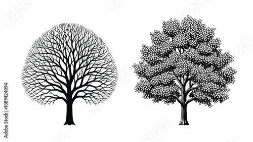 Two detailed black and white illustrations of trees with differing canopy shapes are shown