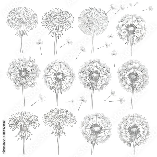 Detailed botanical illustration showcasing various stages of dandelion life cycles in grayscale