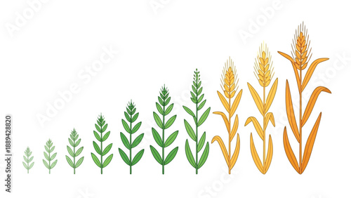 Watercolor illustration depicting the progressive stages of wheat growth from sprout to maturity