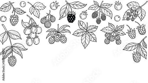 A detailed black and white botanical illustration featuring various berries and leafy branches