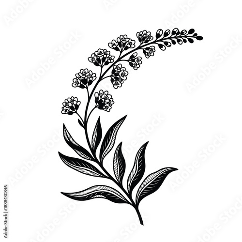 A detailed black and white botanical illustration of a flowering plant stem with leaves