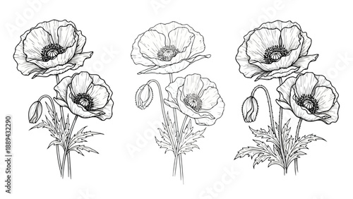 Detailed monochrome illustration featuring three poppy flowers in various blooming stages high quality