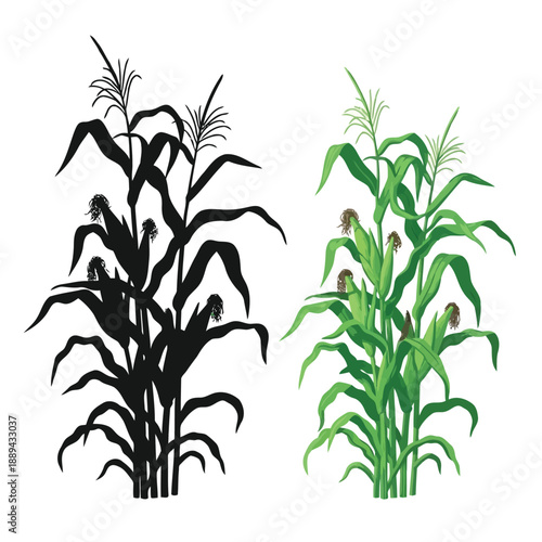 Side by side illustration of corn stalks one in color one as a silhouette