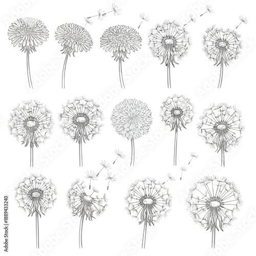 A collection of detailed dandelion seed heads in various stages of dispersal shown