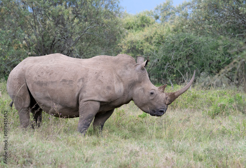 Foto White Rhino (Ceratotherium simum) in Lake Nakuru National Park, Kenya