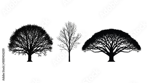 Silhouettes of three distinct trees against a stark white background creating a minimalist scene