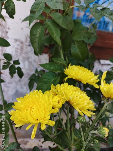yellow flowers in the garden