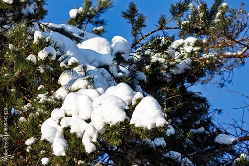 Wallpaper Mural Lush green pine branches heavily laden with thick white snow against a bright clear blue winter sky Torontodigital.ca
