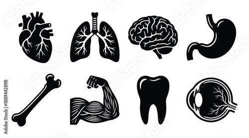 Detailed human anatomy vector illustration with heart, lungs, brain, stomach, bone, muscle, tooth and eye.