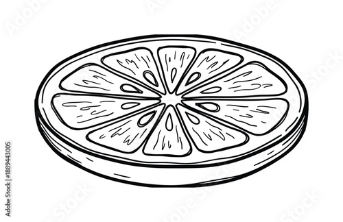 Detailed line art illustration of a sliced lemon. Citrus fruit slice with pulp and peel, design element in graphic style.