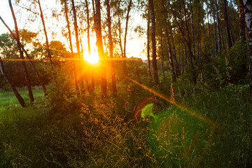 Fotobehang Berkenbos Gouden zomerzon door berkengrove  © PhotoChur