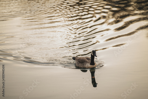 Bild auf Leinwand Canadian Goose swimming with ripples on a pond