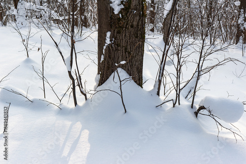 Wallpaper Mural Deep snow blankets a winter forest floor surrounding a large tree trunk as evening sunlight casts long shadows on the pristine white powder Torontodigital.ca