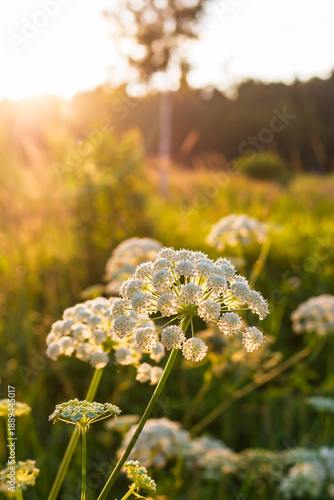 Wallpaper Mural Radiant white umbel flower bathed in golden hour sunshine, highlighting intricate details against a dreamy, sun-kissed summer field, nature background Torontodigital.ca