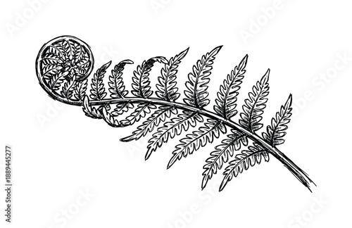 Illustration of a fiddlehead fern. A detailed botanical drawing of a spiral fern shoot and leaves, black and white.