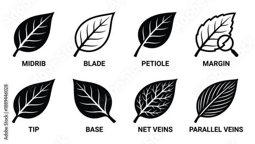 Leaf morphology diagram showcasing key features like midrib, blade, petiole, margin, tip, base, veins, and parallel veins.